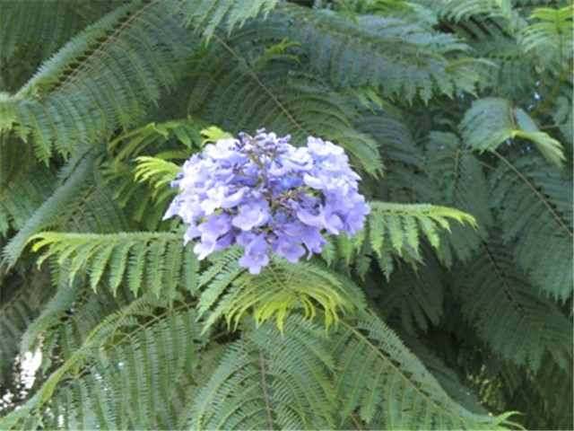 Palisander